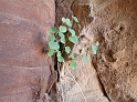 Wadi Rum (48)